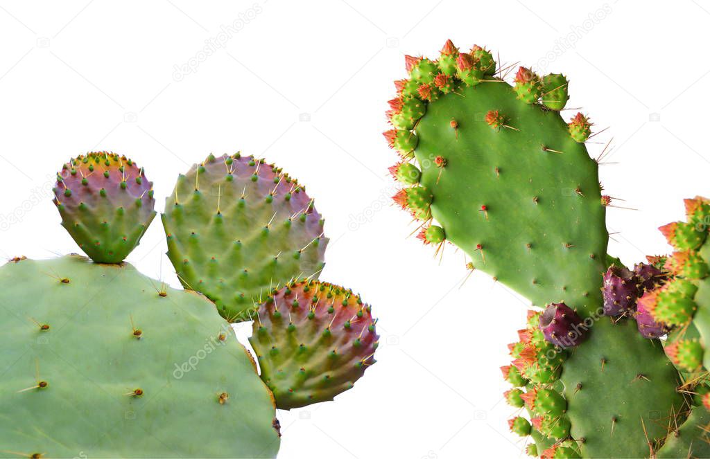 Cactus in early bloom isolated on white background. 