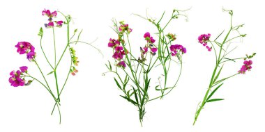 Çiçek açan çayır otu, beyaz arka plan üzerinde izole.                