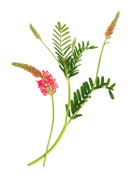 Ramitas Decorativas Sainfoin Flor Aisladas Sobre Fondo Blanco —  Fotos de Stock