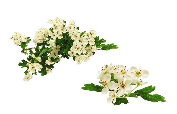 Flores Espino Blanco Ramos Pequeños Aisladas Blanco —  Fotos de Stock
