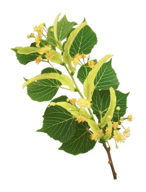 Beyaz arka planda izole ıhlamur dalı çiçeği                 