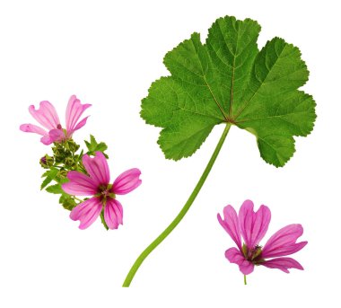 Beyaz arka planda çiçekler ve leylak yaprağı                    