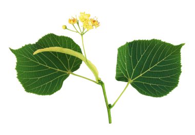 Çiçek ve ıhlamur yaprakları beyaz arka plan üzerinde izole                  