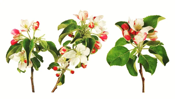 Ramitas Con Flores Rojas Blancas Manzano Aisladas Sobre Blanco —  Fotos de Stock