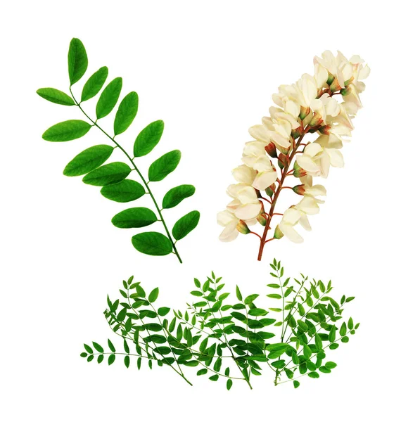 Ramitas Follaje Flores Acacia Aisladas Sobre Fondo Blanco —  Fotos de Stock