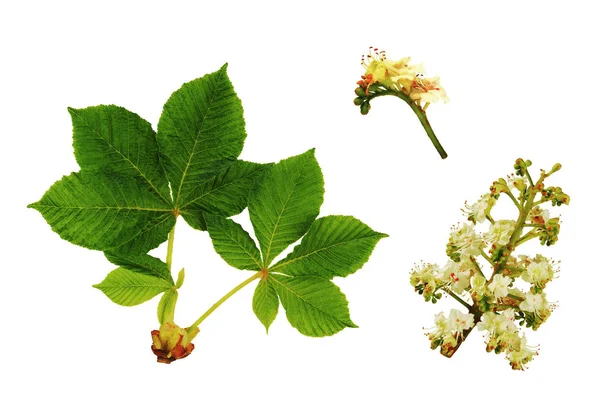 Clúster Floral Detalle Hojas Castaño Indias Aisladas Sobre Blanco —  Fotos de Stock