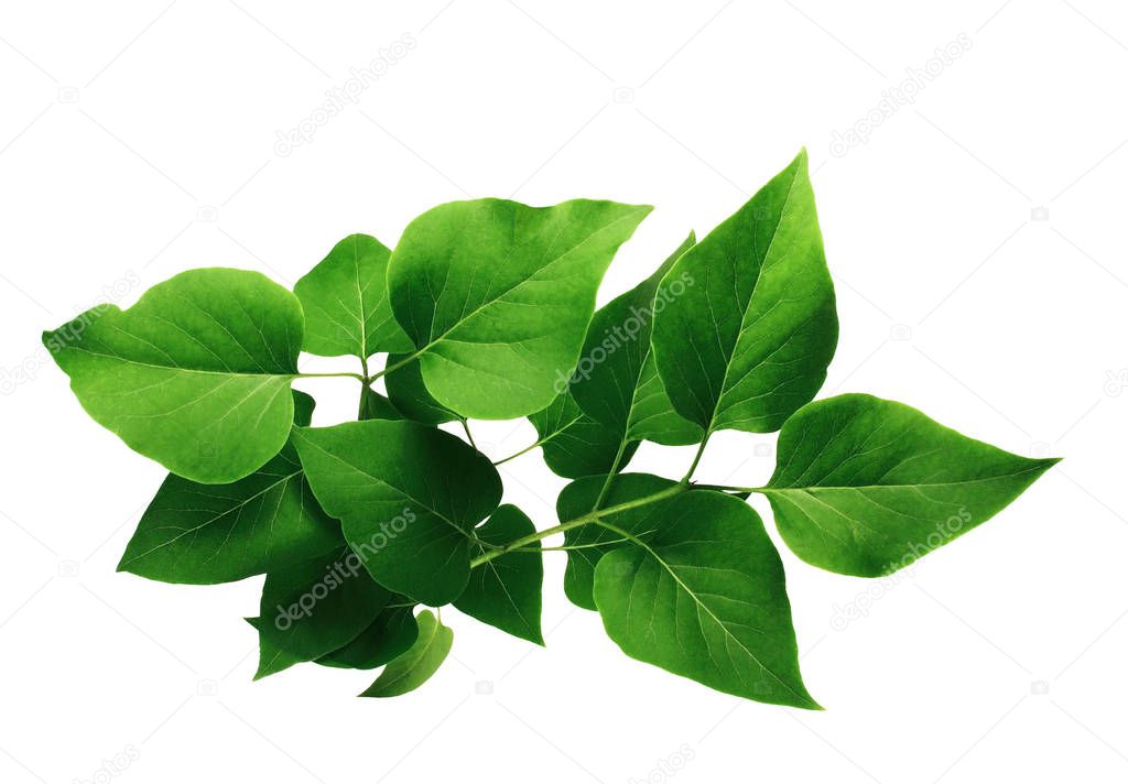 Green leaves of lilac or syringa, isolated on white background.                  