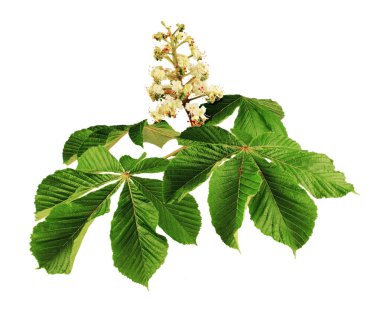 Horse chestnut flower at the end of the branch, isolated on white background.                    clipart