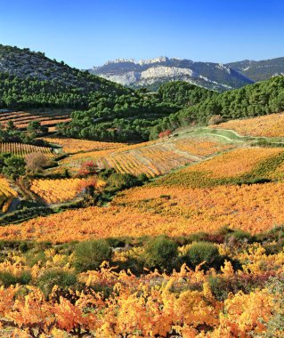 Dentelles de Montmirail en Provence'daki sarmaşıklar, Fransa.