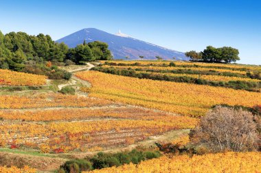 Provence, Fransa'daki Mont Ventoux üzüm bağlarının yamaçları
