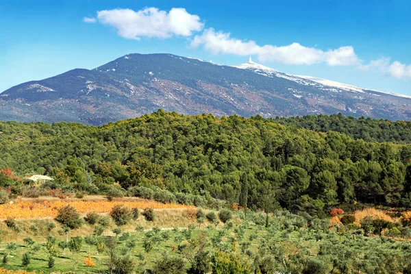 Colline Boscose Piantate Con Vigneti Ulivi Vicino Mont Ventoux Provenza — Foto Stock