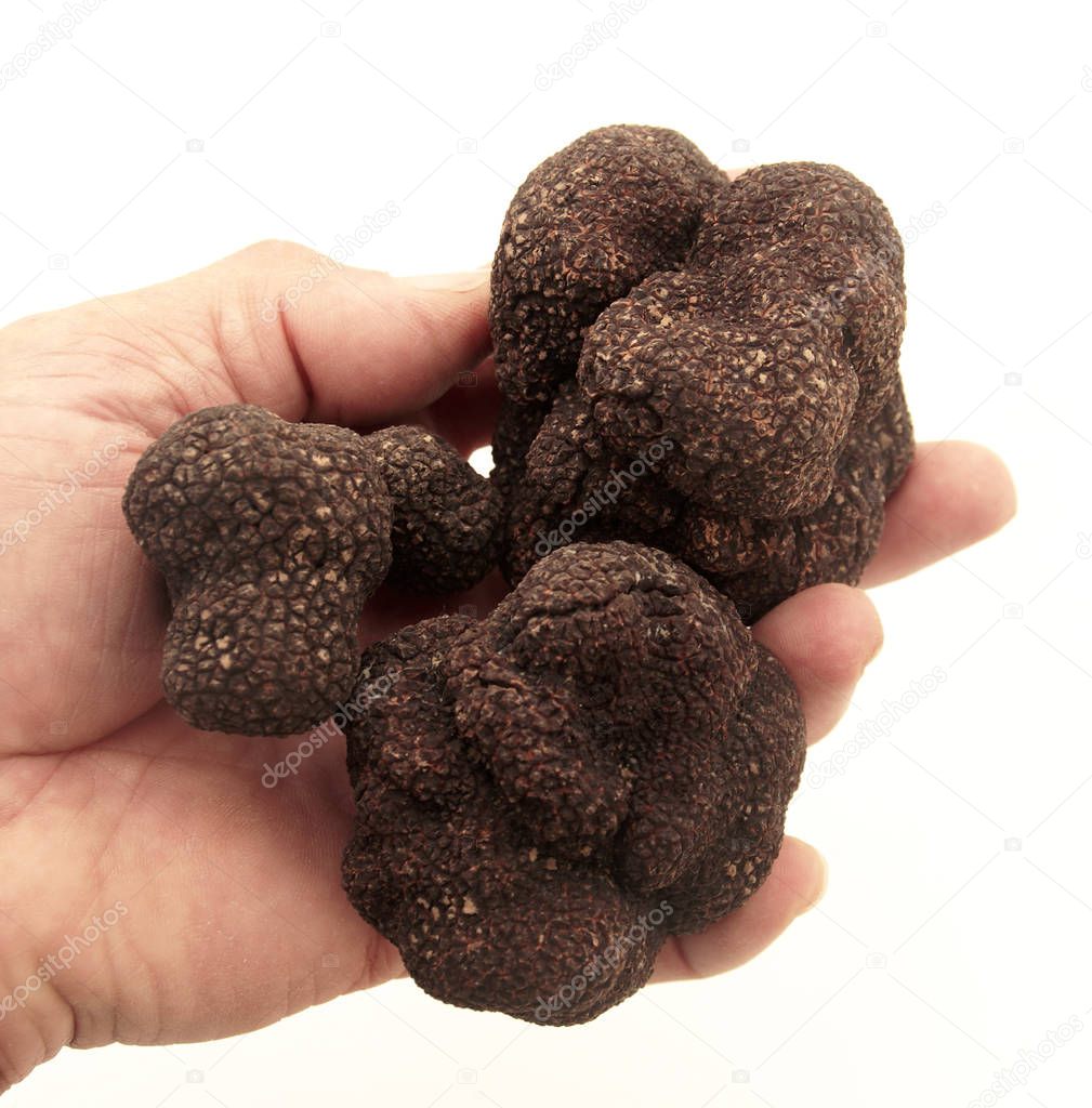 Black truffles in the hand isolated on white background.                   