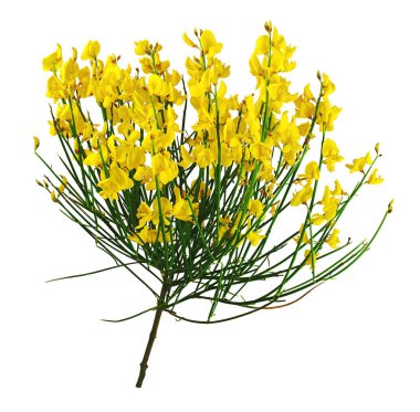 Beyaz arka plan üzerinde izole süpürge sarı demet.                  