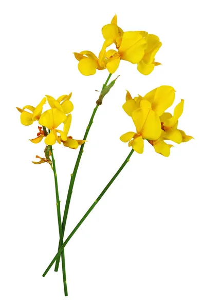 Kvast Blommor Slutet Sin Stam Isolerad Vit Bakgrund — Stockfoto