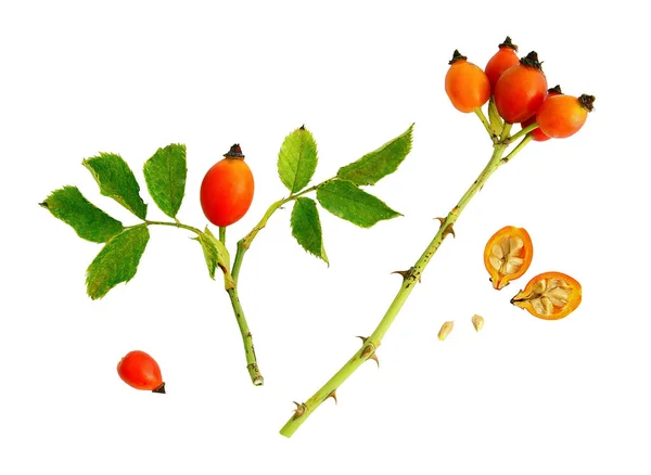 Rameau Rappresentazione Sezione Dei Frutti Della Rosa Selvatica Foto Stock Royalty Free