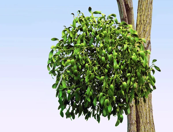 Mistletoe Piłkę Wiszące Gałęzi Drzewa — Zdjęcie stockowe