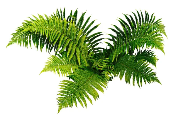 Fern plan isolated on white background.