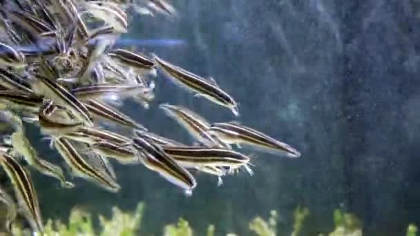 Πάγκος Μικρών Γατών Ψαριών Μεταξύ Δύο Υδάτων — Αρχείο Βίντεο