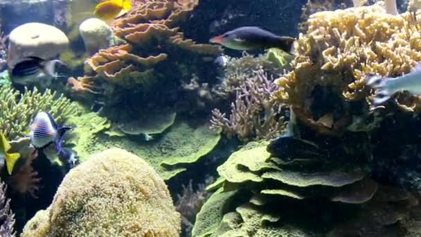 Korallkoloni Mycket Klar Botten Vatten — Stockvideo