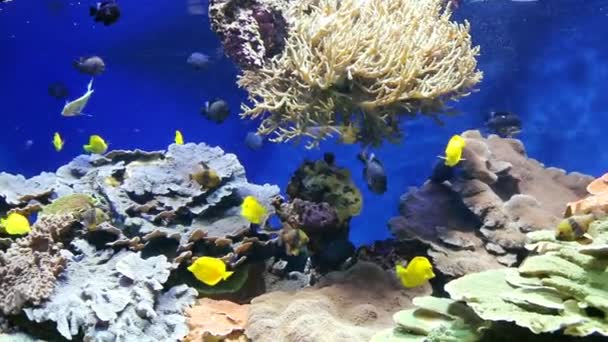 Unterwasserkorallen Kolonie Einem Sehr Klaren Grund — Stockvideo