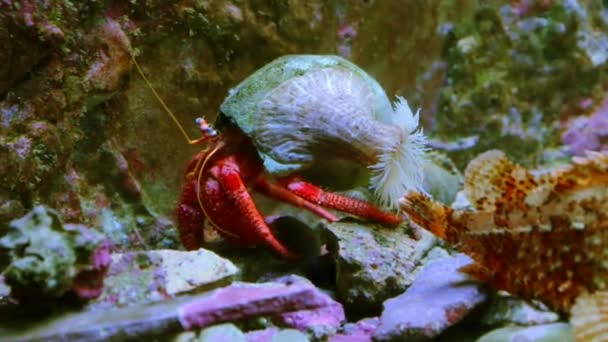 Crustáceo Cangrejo Ermitaño Con Colores Brillantes Movimiento — Vídeos de Stock