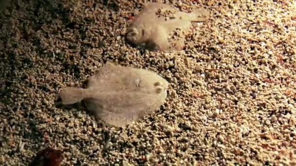 Sole Fish Escondido Areia Mesma Cor — Vídeo de Stock