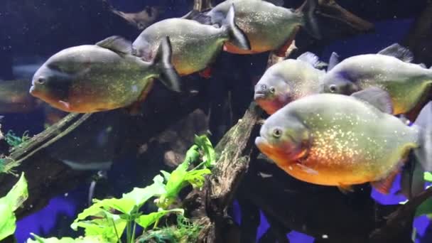 Gruppe Von Piranhas Sie Sammeln Sich Größere Beute Anzugreifen — Stockvideo