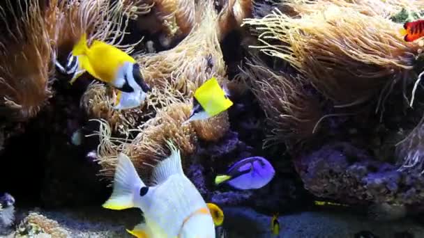 Deniz Şakayıkları Üzerinde Egzotik Balıklar — Stok video