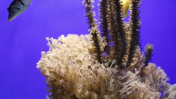 Anêmona Marinha Coral Córrego — Vídeo de Stock