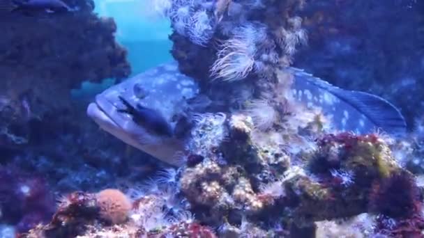 Grouper Dans Son Repaire Les Trouve Dans Les Eaux Tropicales — Video