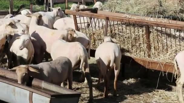 Ooi Het Maaien Bij Voederbakken Schaapskooi — Stockvideo