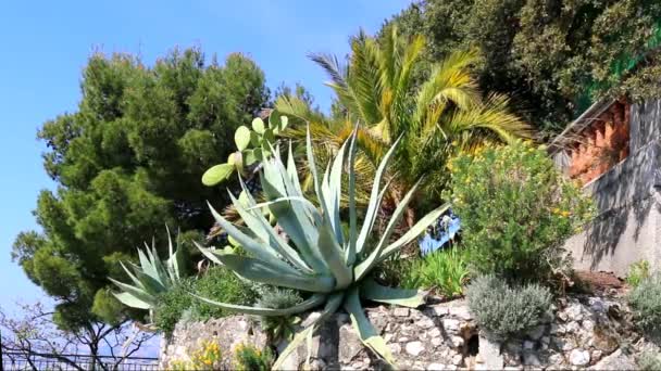 정원에 야자수와 소나무 — 비디오