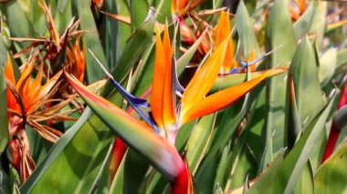 Kuş kafası şeklindeki Strelitzia çiçeği..