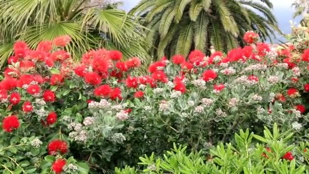 Sebe Flores Vermelhas Pohutukawa Embutidas Canteiro Flores — Vídeo de Stock