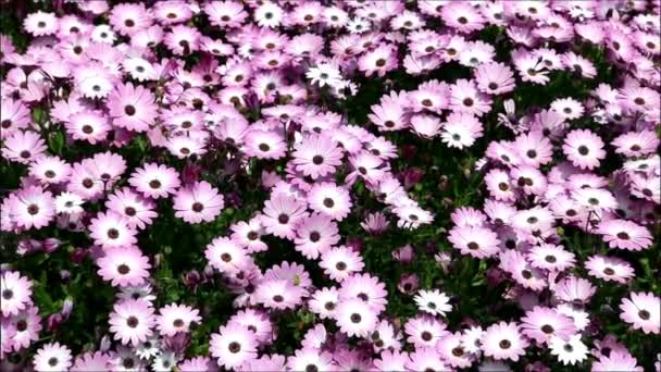 Parterre Purpurowe Kwiaty Stokrotek — Wideo stockowe