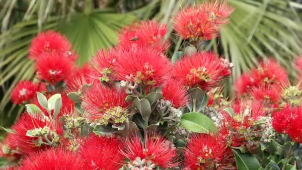 Flores Pohutukawa Visitadas Por Insectos — Vídeos de Stock
