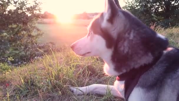 Lustiger sibirischer Husky auf einem Feld bei Sonnenuntergang, Portrait
