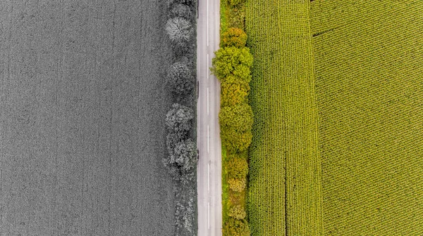 Colores Gris Verde —  Fotos de Stock