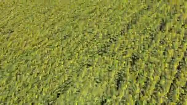 Terbang Atas Bidang Bunga Matahari — Stok Video