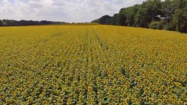 Voo Sobre Campo Girassóis — Vídeo de Stock