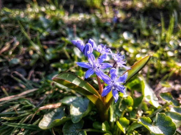 Bluebell Comienzo Primavera — Foto de Stock