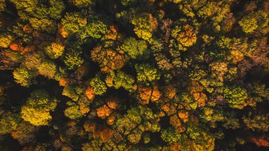 Ormanda sonbahar, ormanda uçmak, hava fotoğrafçılığı..