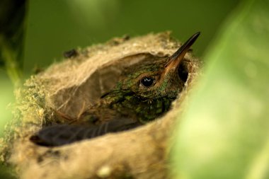 Bebek humminbird, sadece ilk uçuş almadan önce. Kuş yuvada, sana bakarken dinlenme