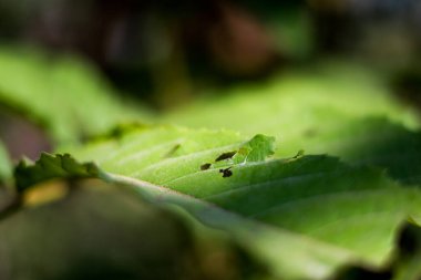 Böcek görünümünü kapat, seçici odak