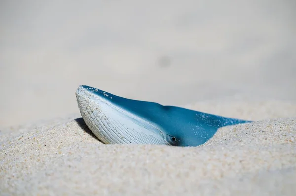 Προσοχή Μπλε Φάλαινα Στην Παραλία — Φωτογραφία Αρχείου