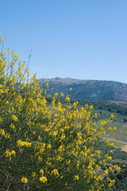 Yaz aylarında Endülüs manzara, Granada yakın, İspanya