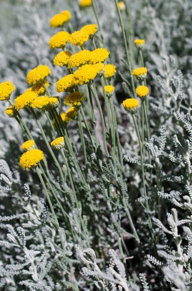 Leucanthemum Поле Молодими Бруньками — стокове фото