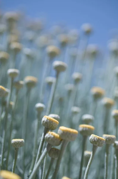 Leucanthemum Fält Med Unga Knoppar — Stockfoto