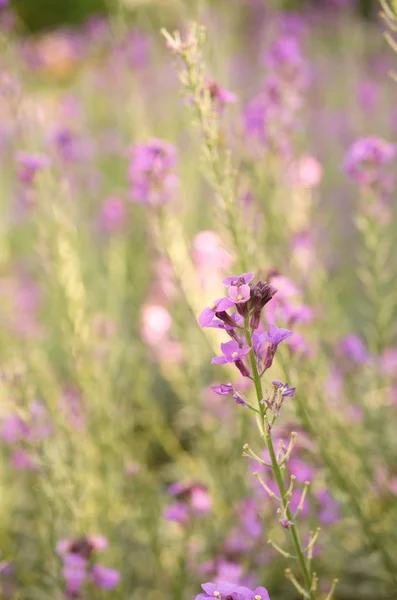 Romantisk Färgglad Vildblomma Biotop — Stockfoto