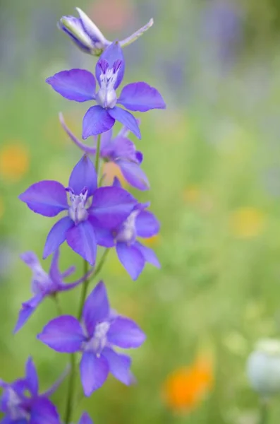 Romantic Colorful Wildflower Biotope — Stock Photo, Image